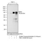 MMP9 Antibody in Western Blot (WB)