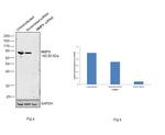 MMP9 Antibody in Western Blot (WB)