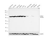 HTR2C Antibody in Western Blot (WB)