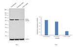 HTR2C Antibody