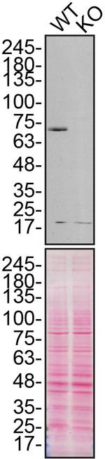 Calpain 2 Antibody in Western Blot (WB)