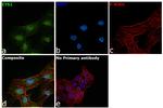 ETS1 Antibody in Immunocytochemistry (ICC/IF)