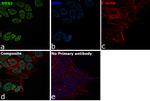 DDX5 Antibody in Immunocytochemistry (ICC/IF)