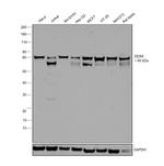 DDX5 Antibody in Western Blot (WB)