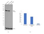 DDX5 Antibody in Western Blot (WB)