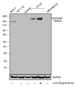 CD66e (CEA) Antibody in Western Blot (WB)