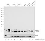 GABARAP/GABARAPL1 Antibody in Western Blot (WB)