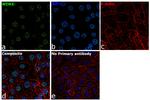 WDR5 Antibody in Immunocytochemistry (ICC/IF)