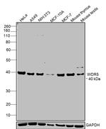 WDR5 Antibody in Western Blot (WB)