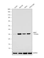 CBX7 Antibody in Western Blot (WB)