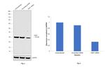 CBX7 Antibody in Western Blot (WB)