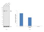 Alix Antibody in Western Blot (WB)