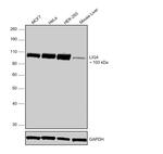 DNA ligase IV Antibody in Western Blot (WB)