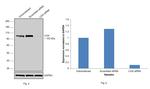 DNA ligase IV Antibody in Western Blot (WB)