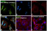 Galectin 1 Antibody in Immunocytochemistry (ICC/IF)