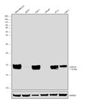 Galectin 1 Antibody in Western Blot (WB)