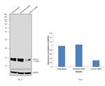 Galectin 1 Antibody in Western Blot (WB)