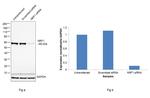 NRF1 Antibody in Western Blot (WB)