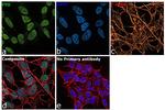 FTO Antibody in Immunocytochemistry (ICC/IF)