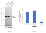 FTO Antibody in Western Blot (WB)