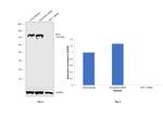 KIF11 Antibody in Western Blot (WB)