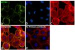 alpha Actinin 4 Antibody in Immunocytochemistry (ICC/IF)