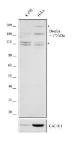 Drosha Antibody in Western Blot (WB)