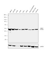 MEIS1 Antibody in Western Blot (WB)