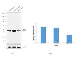 MEIS1 Antibody