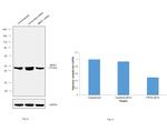 MEIS1 Antibody in Western Blot (WB)