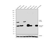 Cyclin E2 Antibody in Western Blot (WB)