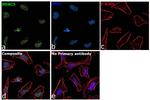 HDAC3 Antibody in Immunocytochemistry (ICC/IF)