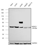 HDAC3 Antibody in Western Blot (WB)