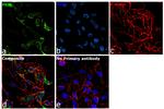 PKM2 Antibody in Immunocytochemistry (ICC/IF)