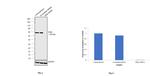 PKM2 Antibody