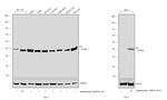 Fumarase Antibody