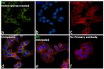 Fumarase Antibody in Immunocytochemistry (ICC/IF)