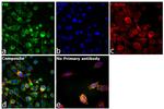 Fumarase Antibody in Immunocytochemistry (ICC/IF)