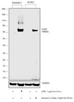 COX2 Antibody in Western Blot (WB)