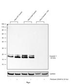 Caveolin 1 Antibody in Western Blot (WB)