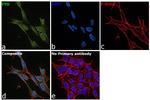 FTO Antibody in Immunocytochemistry (ICC/IF)