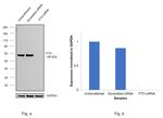 FTO Antibody