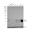 CD59 Antibody in Western Blot (WB)