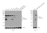 ATF2 Antibody in Western Blot (WB)