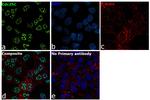 Cdc25C Antibody in Immunocytochemistry (ICC/IF)