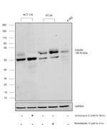 Cdc25C Antibody in Western Blot (WB)