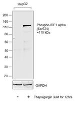 Phospho-IRE1 alpha (Ser724) Antibody in Western Blot (WB)