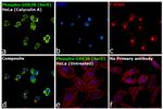 Phospho-GSK3B (Ser9) Antibody in Immunocytochemistry (ICC/IF)