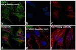 HSP27 Antibody