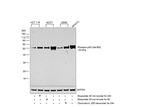 Phospho-p53 (Ser392) Antibody in Western Blot (WB)